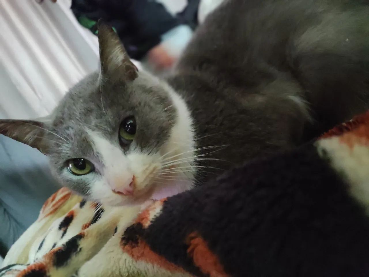 Gato para adoção