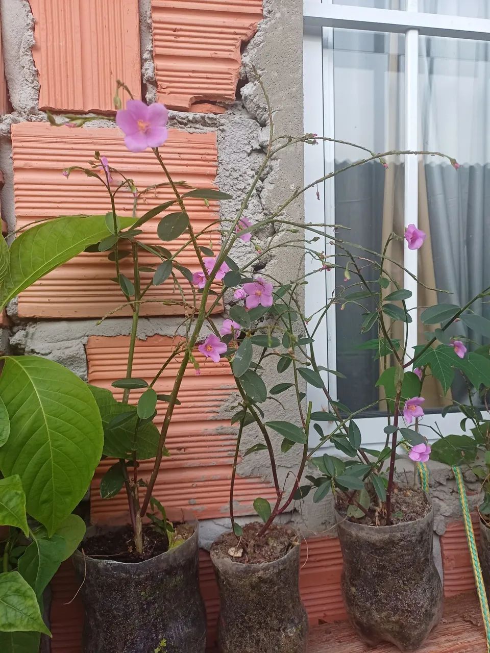 Plantas e mudas de flor Beldroega Graúda  - Foto 2