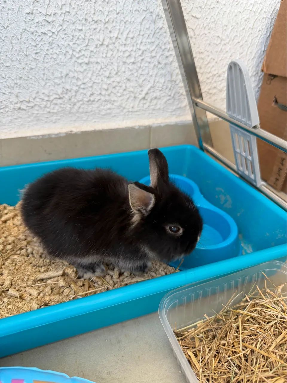 Coelho anão (mini)  - Foto 4