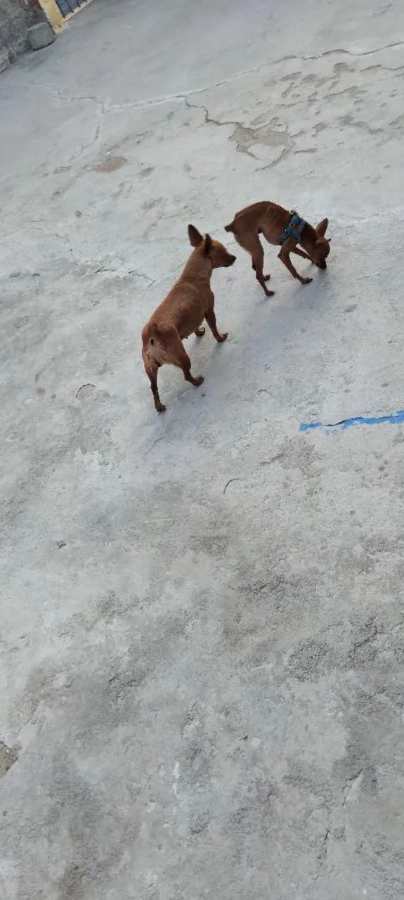 Pinscher número 01  - Foto 4