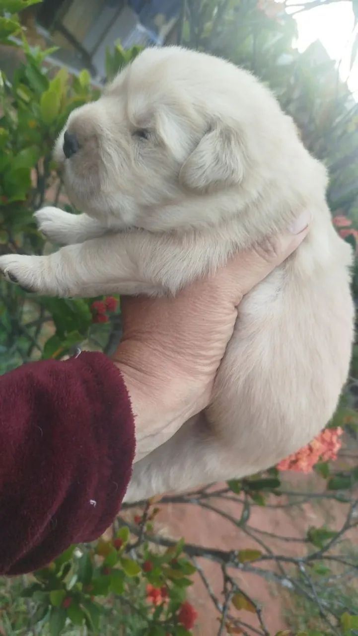 Golden Retriever  - Foto 4