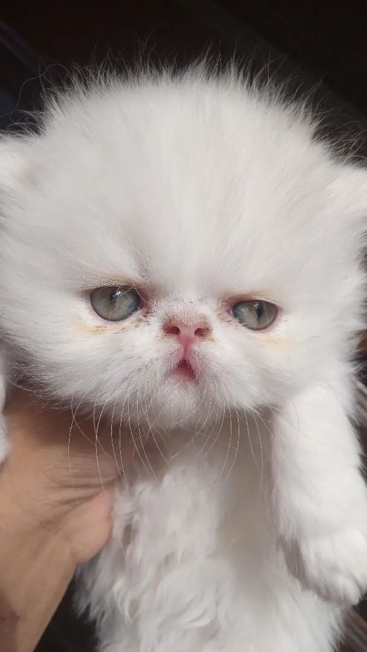 Gato persa - Gatos - Vila Mafra, São Paulo 1547317117 | OLX