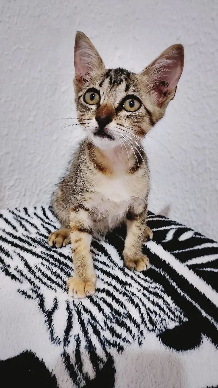 Gata pra doação responsável  - Foto 2