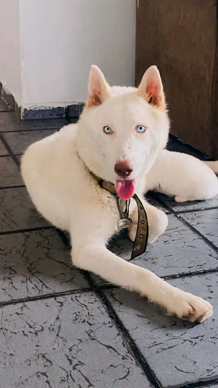 Husky siberiano para reserva