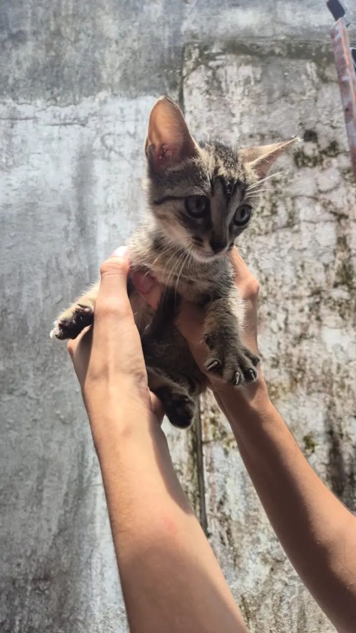 gatinho para adoção responsável