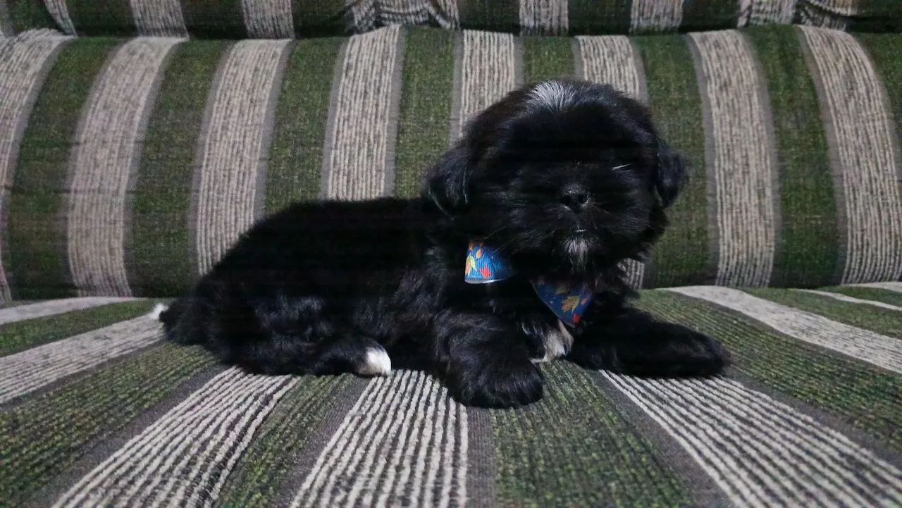 Shitzu macho preto - Foto 2