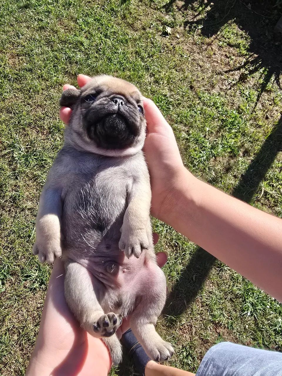 Pug 1200 - Foto 3