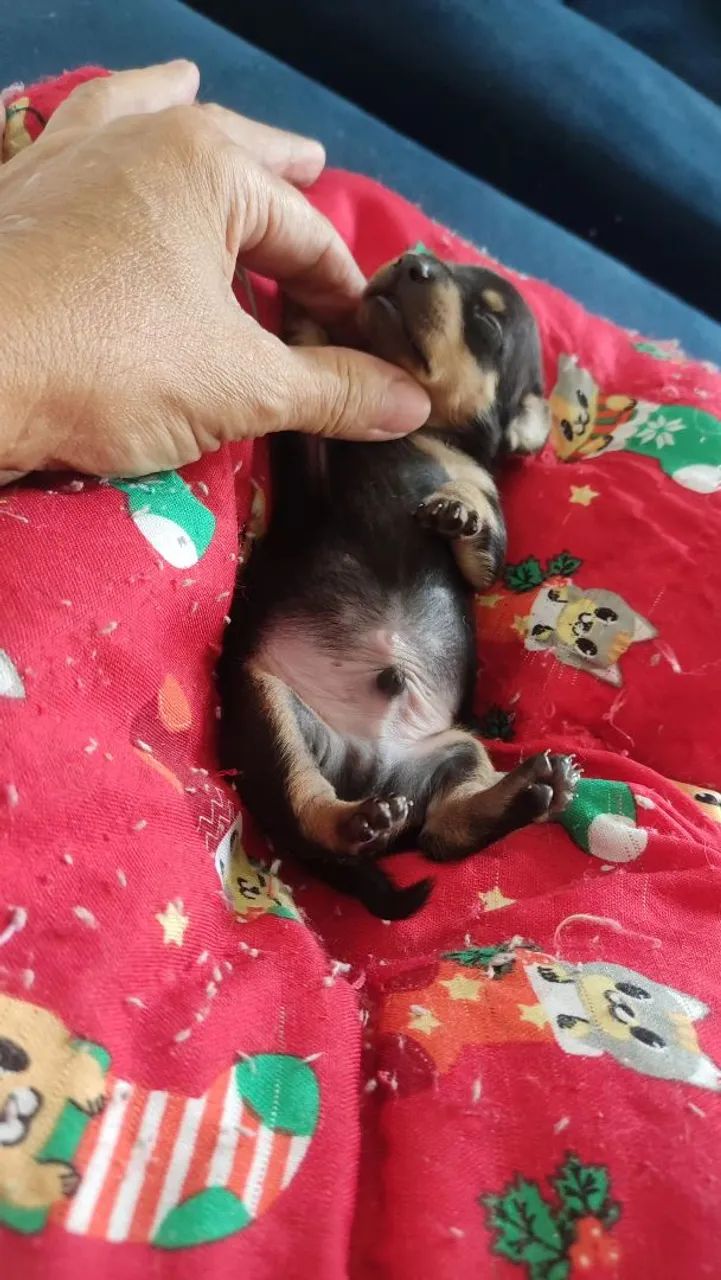 Bbs de quatro patas  - Foto 3