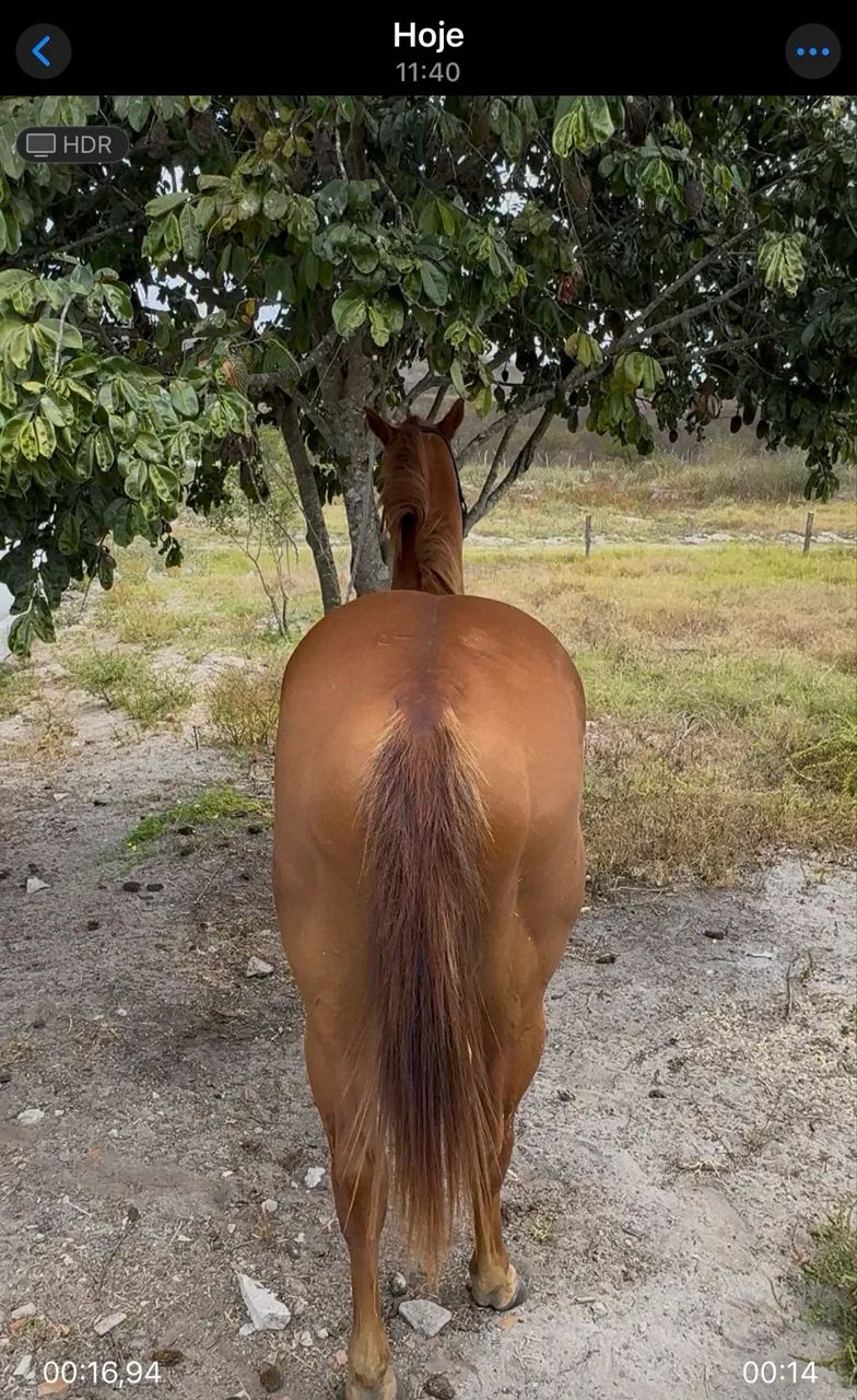 Potro QM 3/4. Oportunidade  - Foto 3