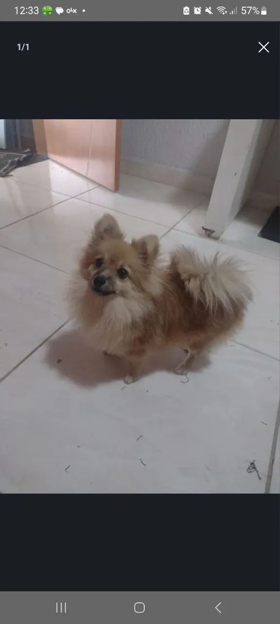 Splitz alemã   fêmea  9 meses