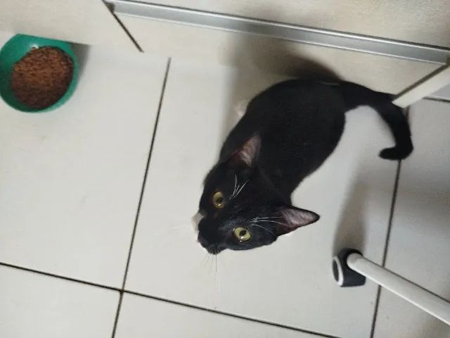 Gata - Adoção  - Foto 3