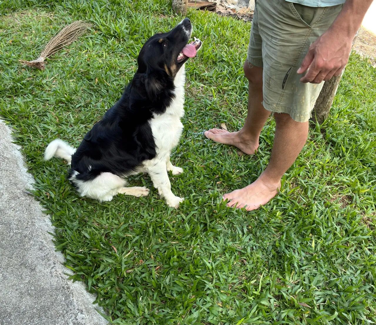 Doação de cachorro castrado - Foto 3