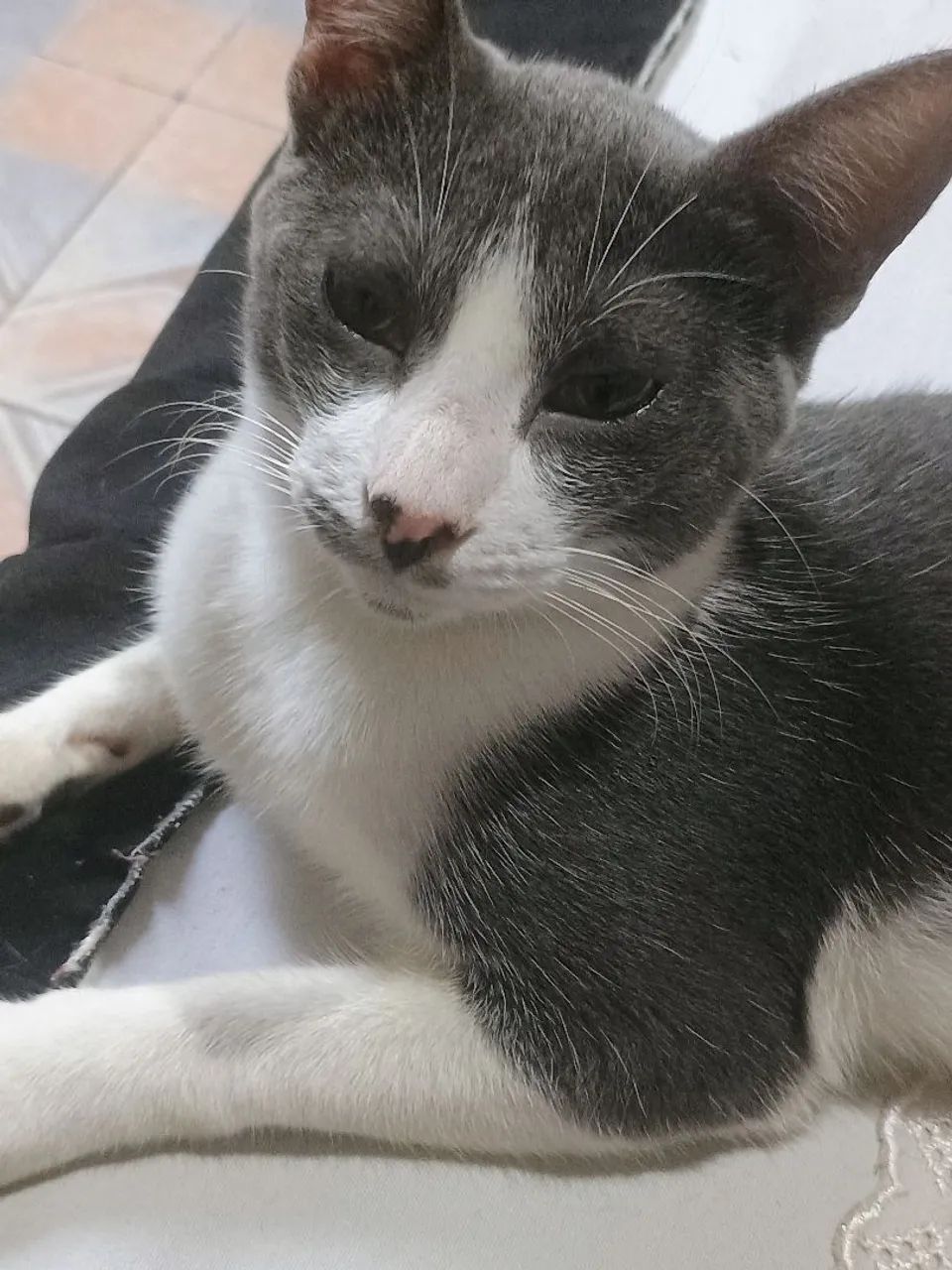 Adoção responsável 