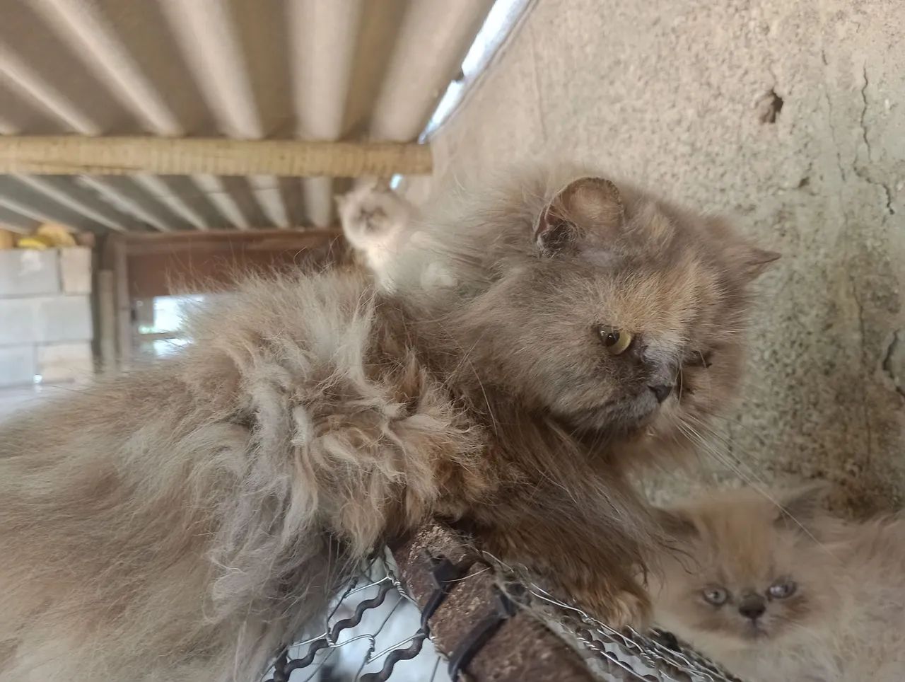 Gatos persas e Himalaios  - Foto 4