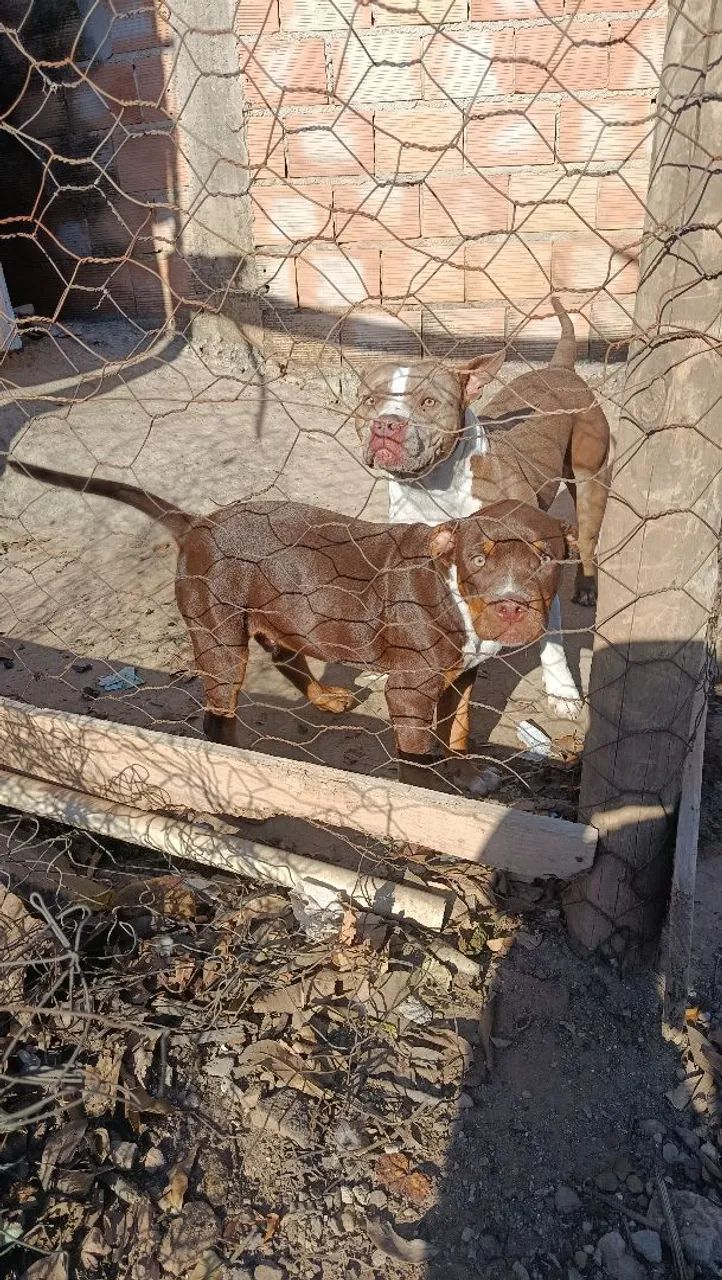 Vendo América Bully 