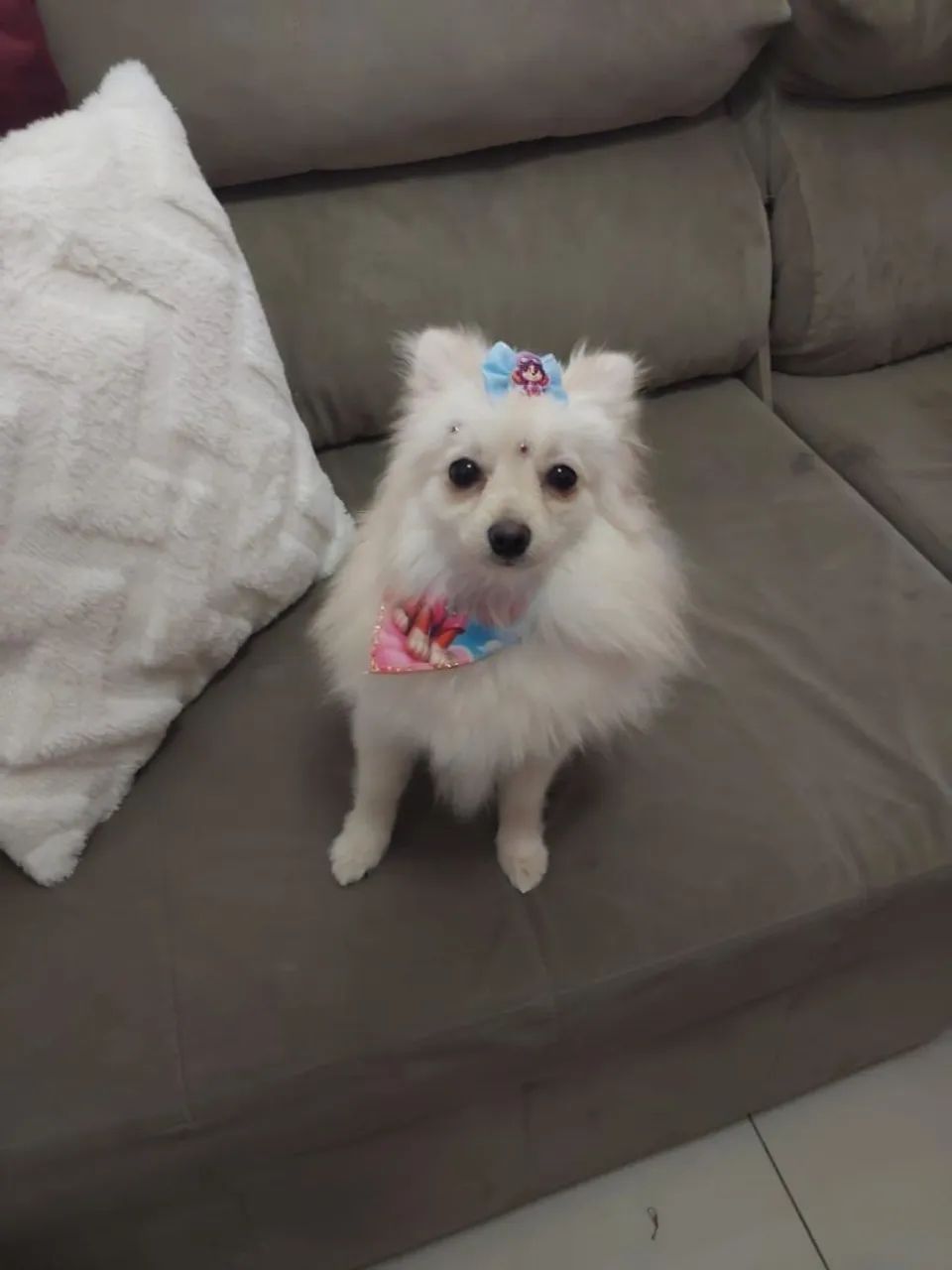 Spitz alemão anão Fêmea  - Foto 2