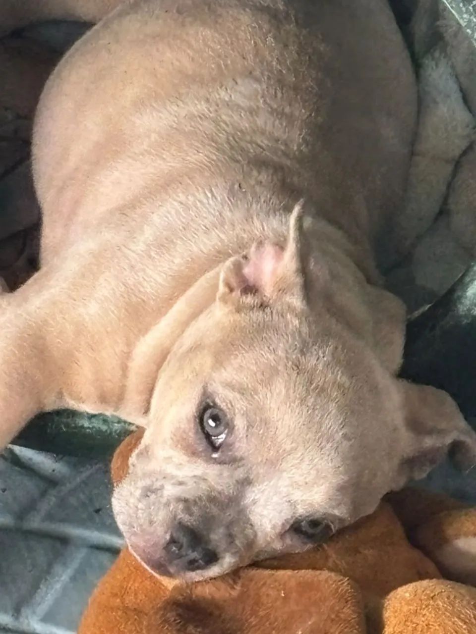 Américan  bully, micro.  3 meses.  Valor: 2,500$