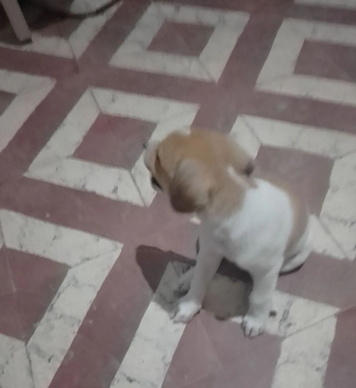 Me adote! - Foto 5