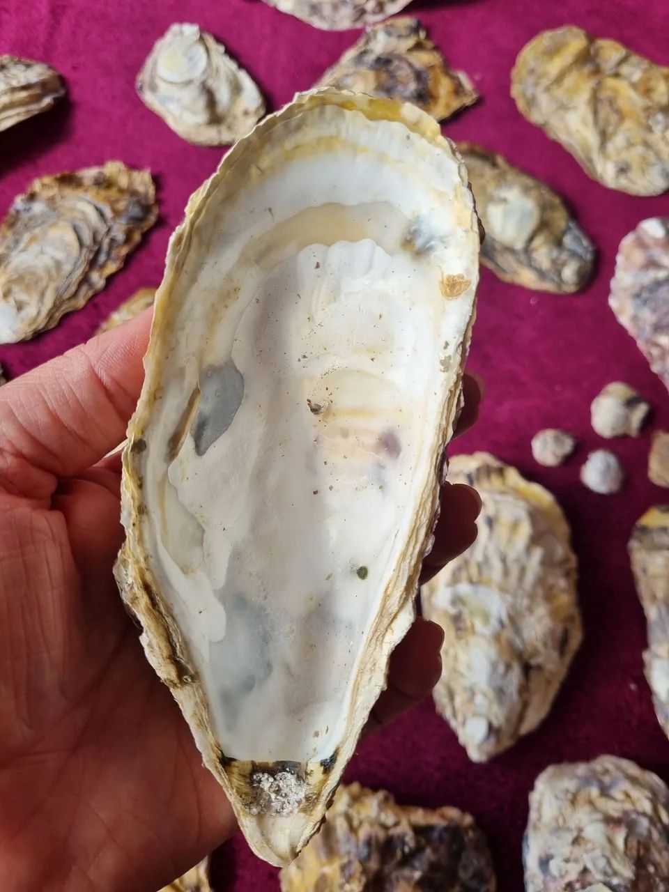 Conchas de ostra - Foto 4
