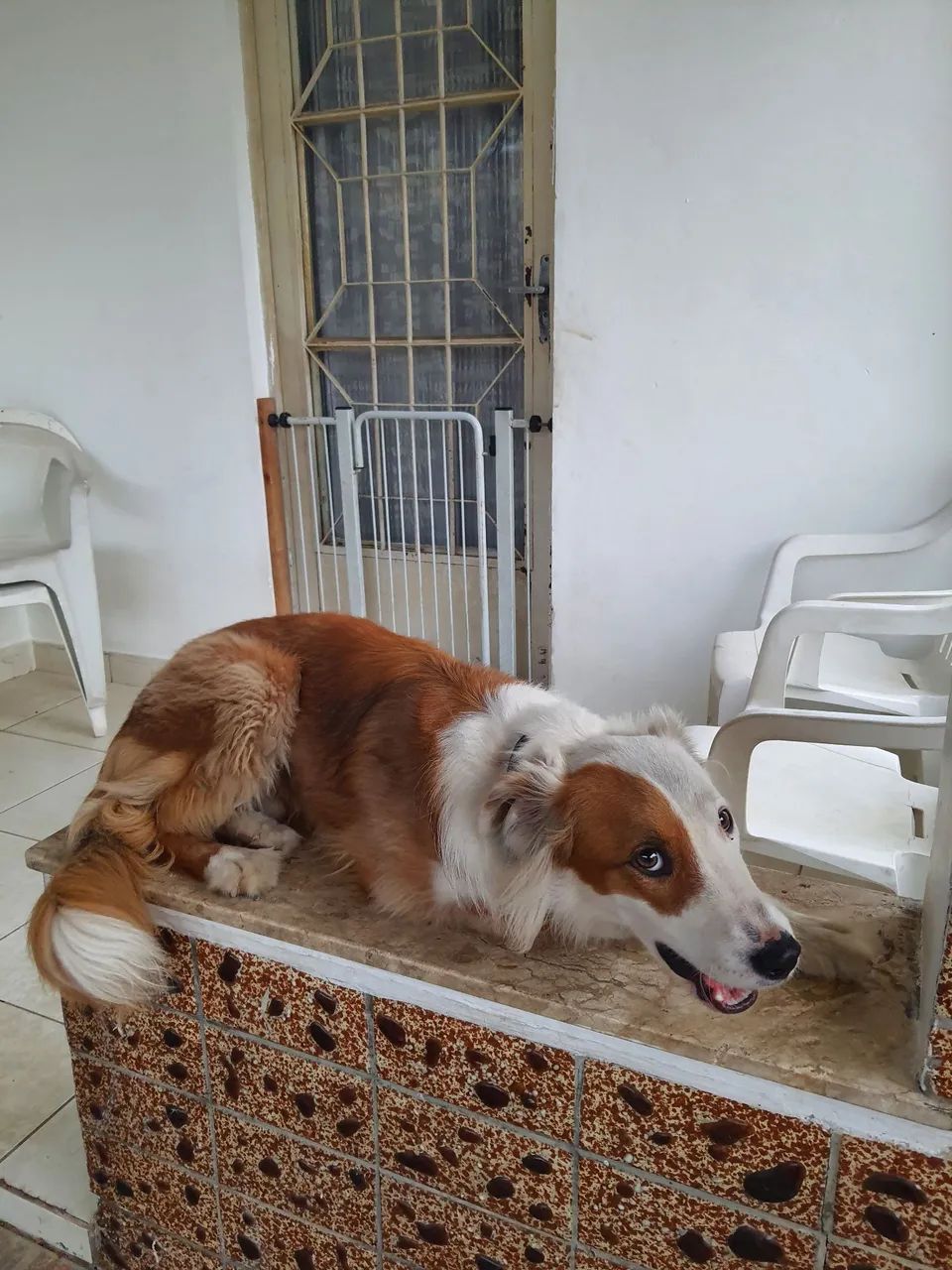 Doa-se Border Collie - Foto 5