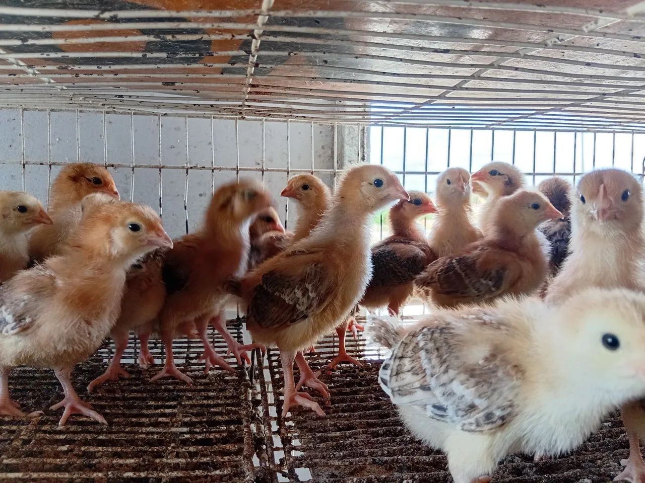 Pintos Embrapa 051  - Foto 4