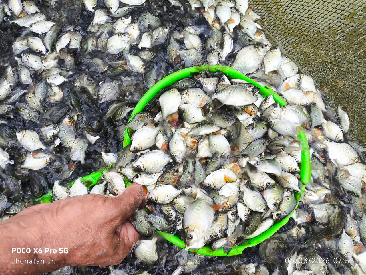 PEIXE DE ALTA QUALIDADE
