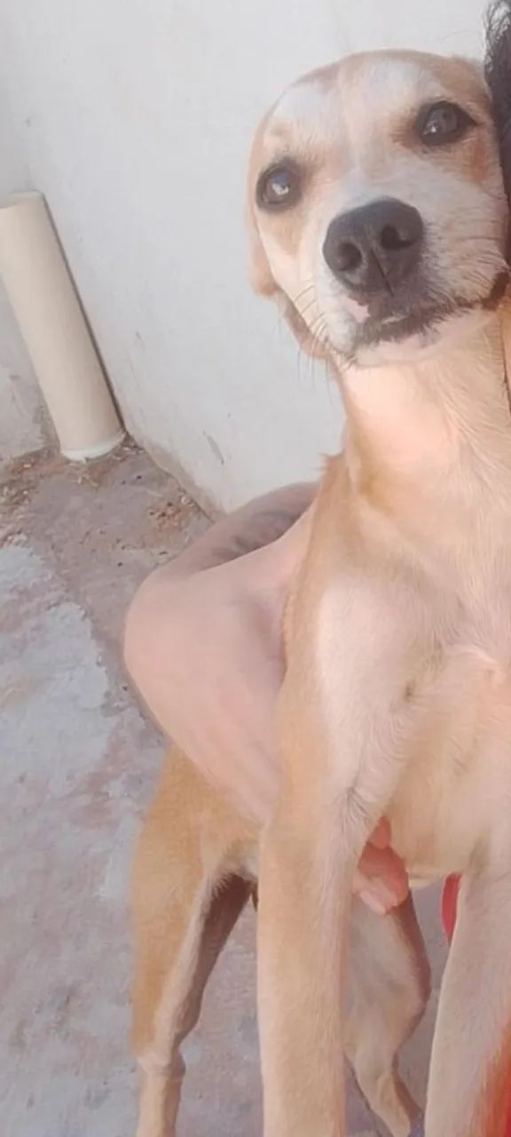 Doação cachorro 