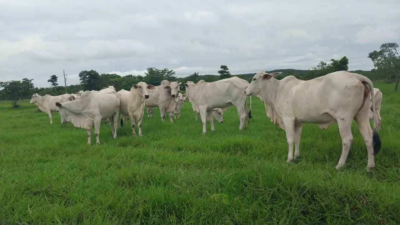 Chácara  - Foto 3