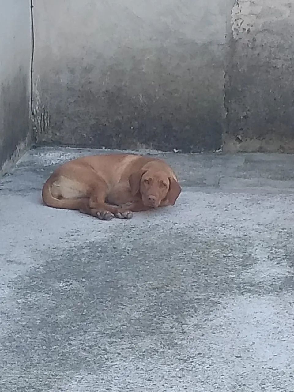 Doa-se  - Foto 2