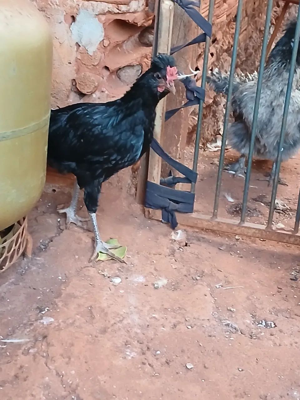 Galizé doação  - Foto 2