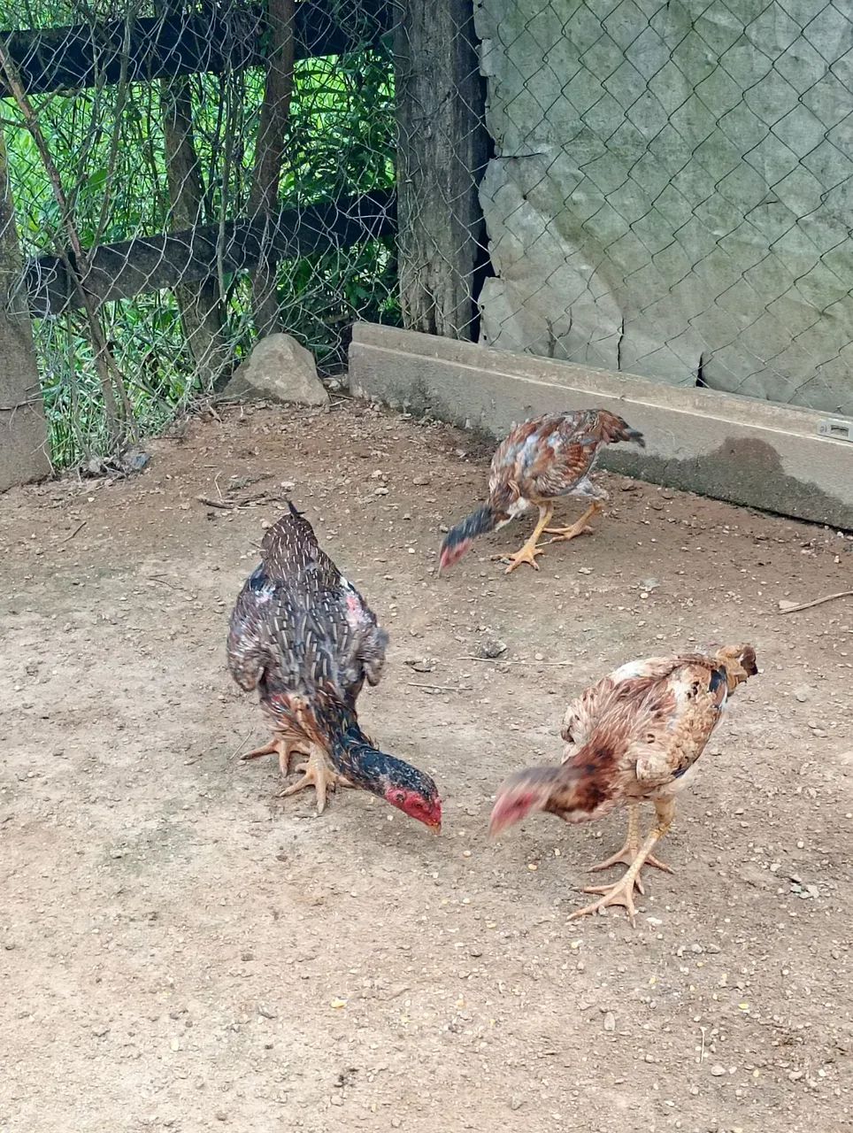 Galinha índia  - Foto 3