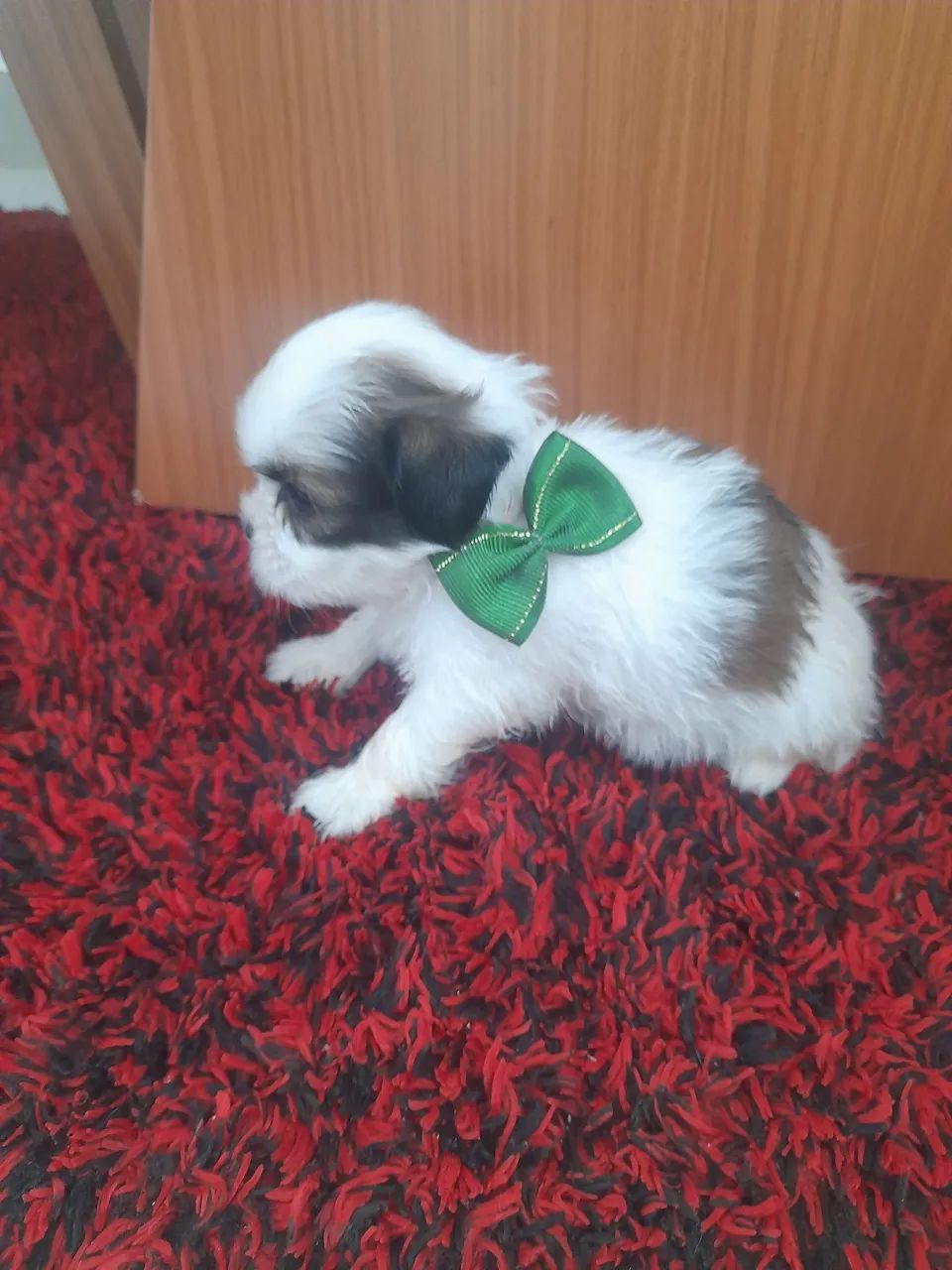 Shih-tzu - Foto 4