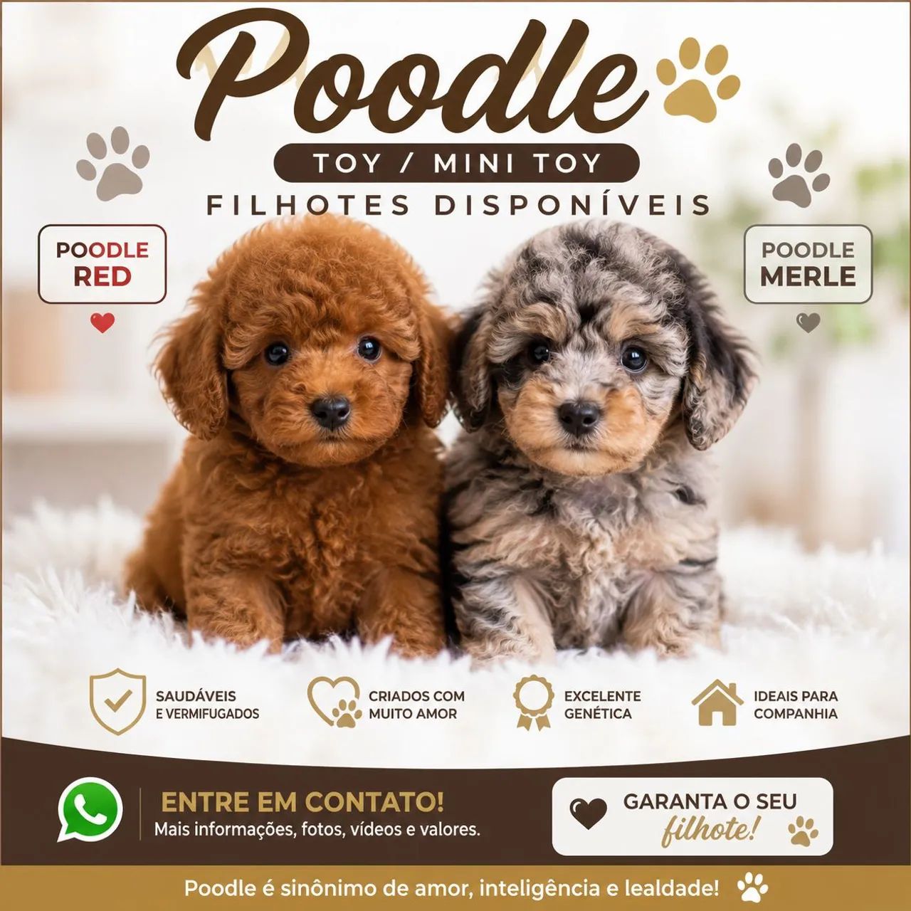 POODLE TOY / MINI TOY - FILHOTES DISPONÍVEIS ?