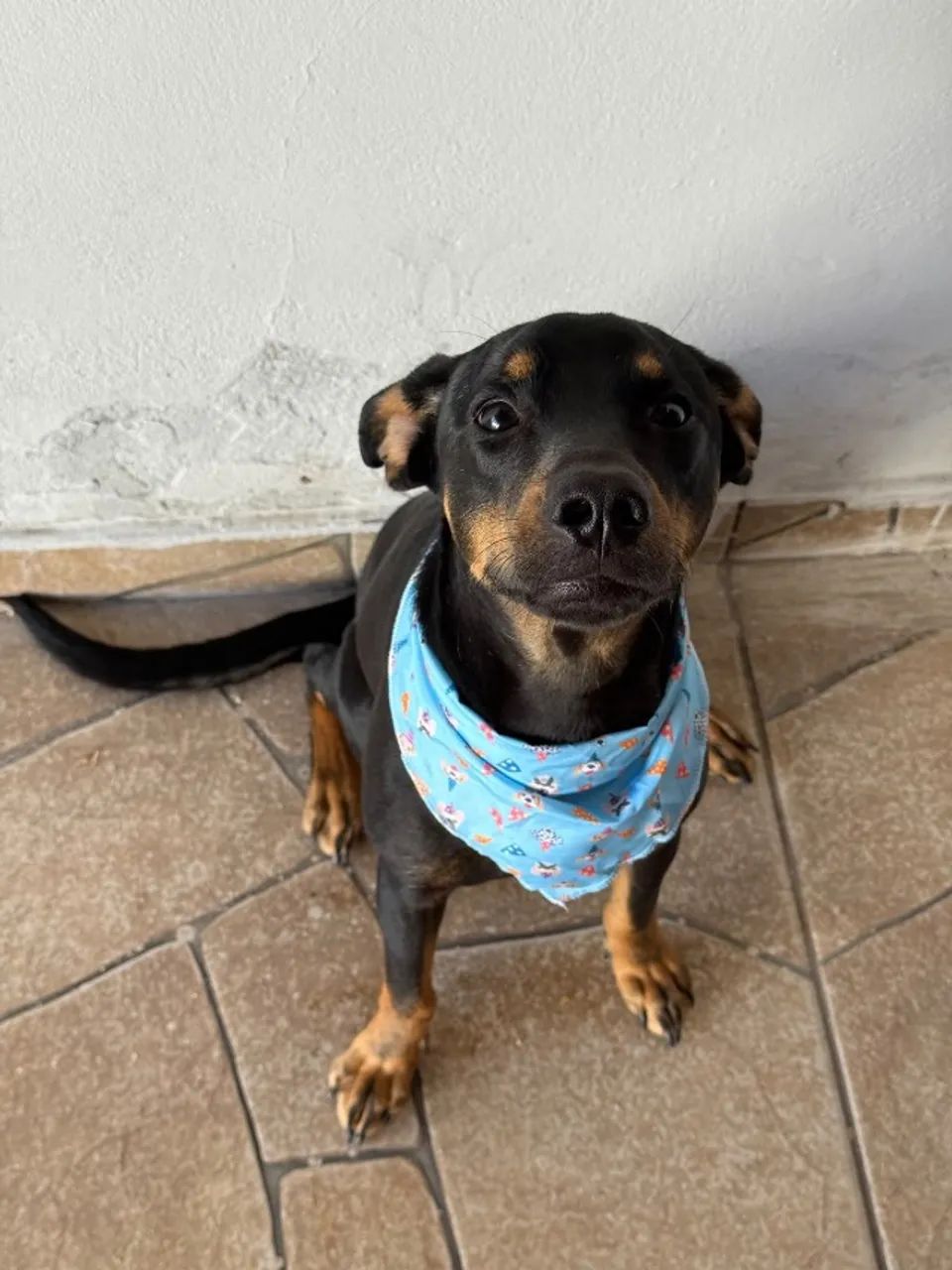 Adoção responsável - Foto 3