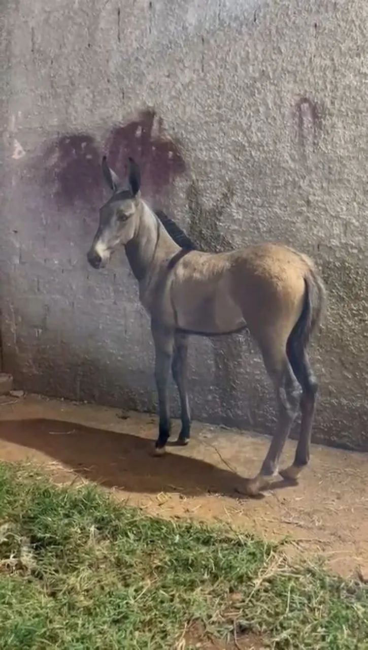 Lindo burro filho do famoso e extraordinário jumento morro vermelho,  animal impecável.   - Foto 3