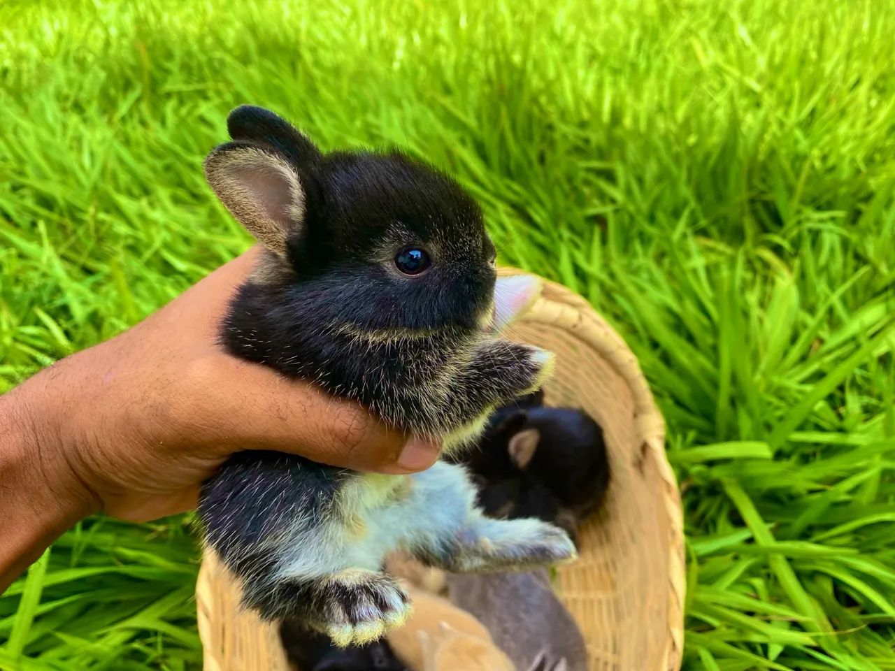 mini coelho  netherland Black otter machinho Promoção 