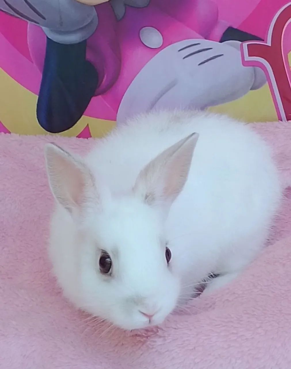 Coelho mini  Netherland (tem macho e tem fêmea) com 4 meses  - Foto 6