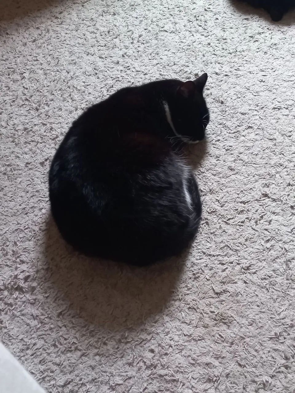 Doa-se uma gata  - Foto 2