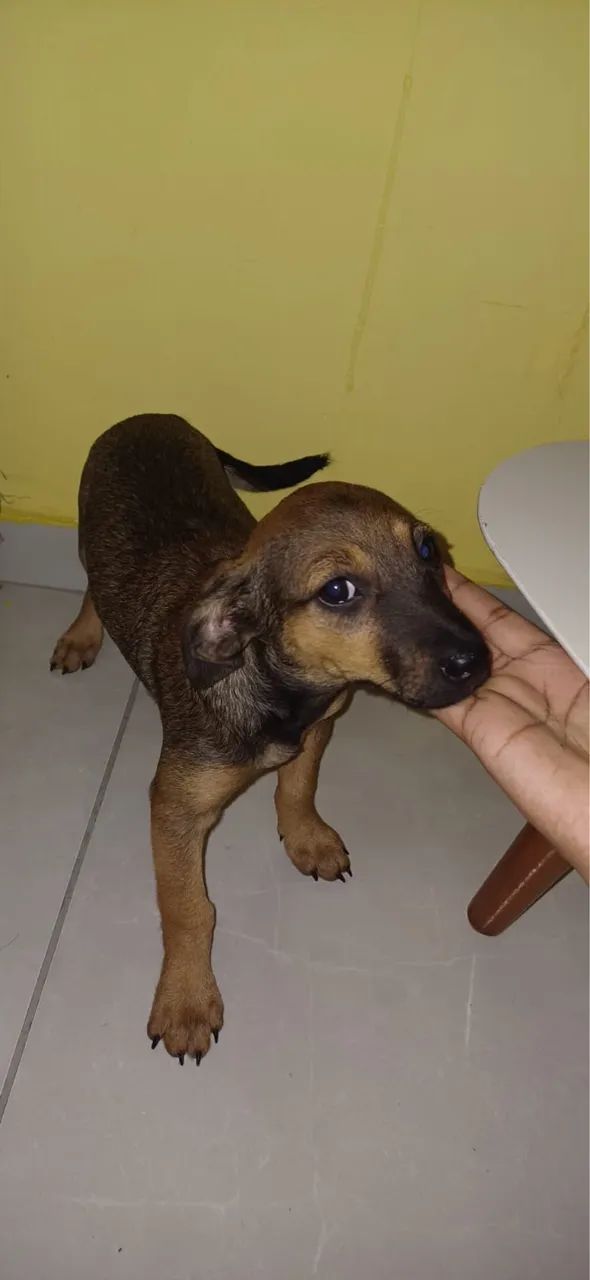 Cachorra vira-lata adoção