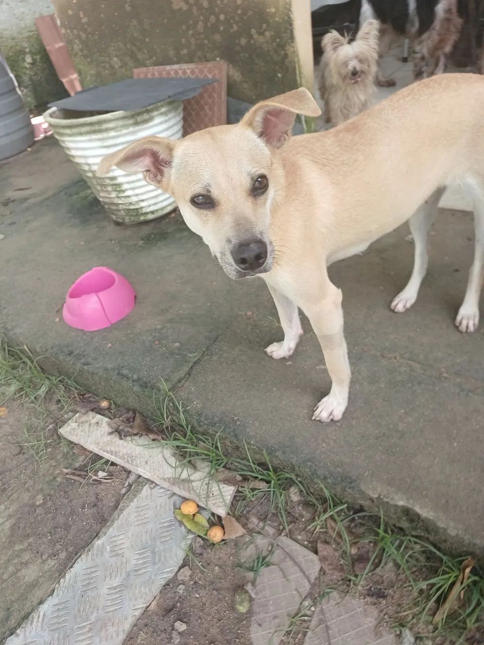 ADOÇÃO  - Foto 3