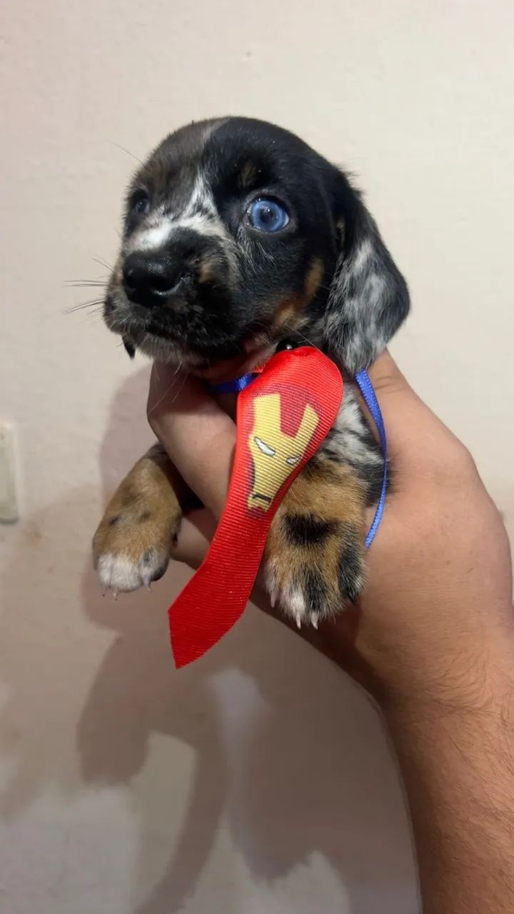 Dachshund com características marcantes da raça