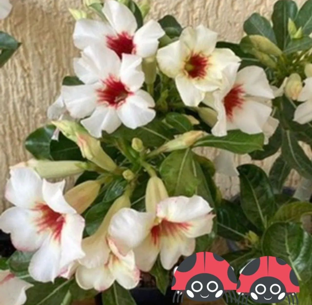 Rosa do deserto buque $90 ( retirada)