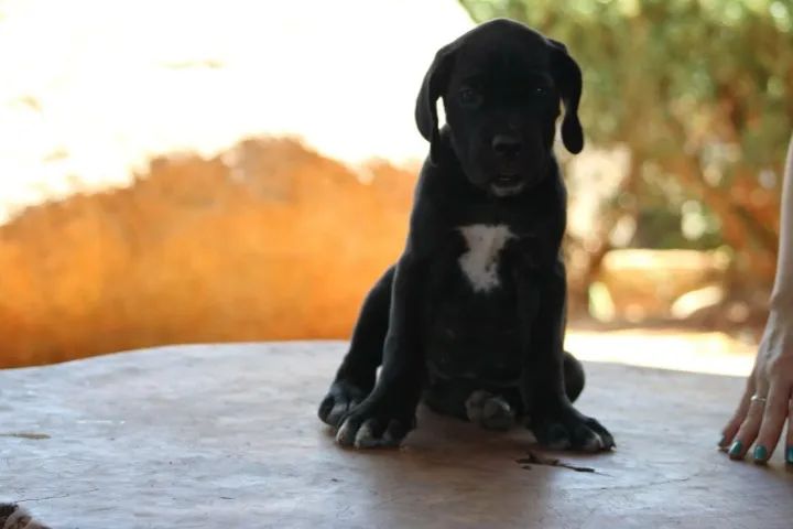 Cane Corso Otimo Cão De Guarda  - Foto 3