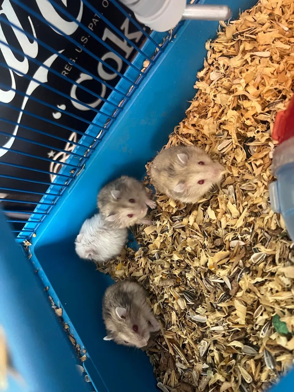 Hamster - Foto 5