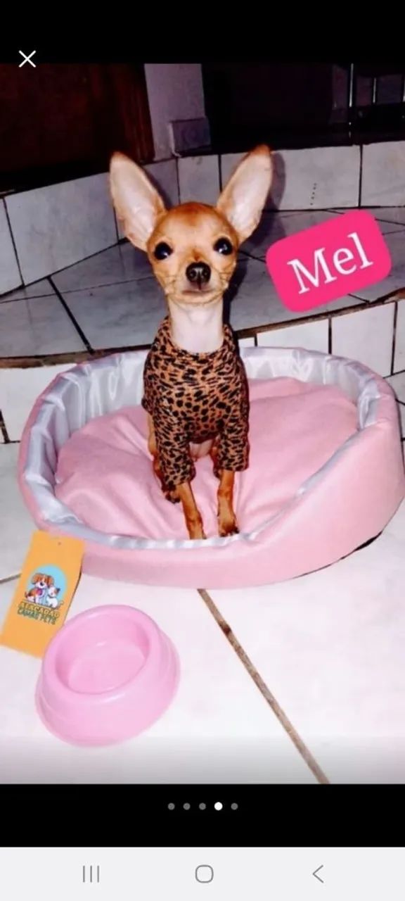 Pinscher micro  - Foto 3