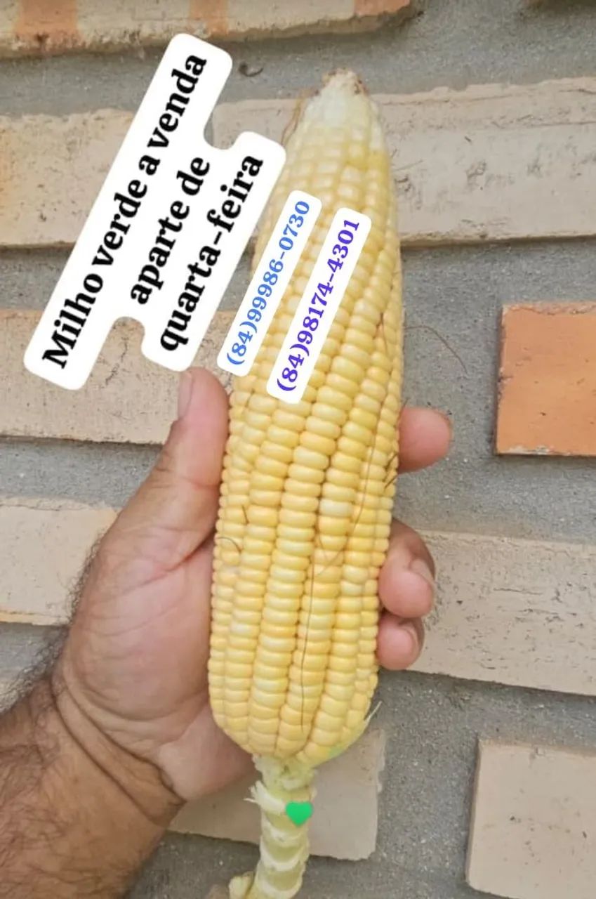 Milho verde 