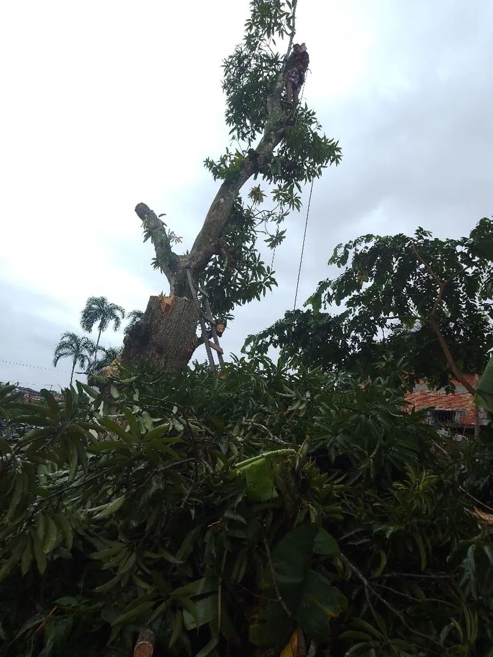 Faça poldagem , e remoçao em qualquer canto da cidade - Foto 4