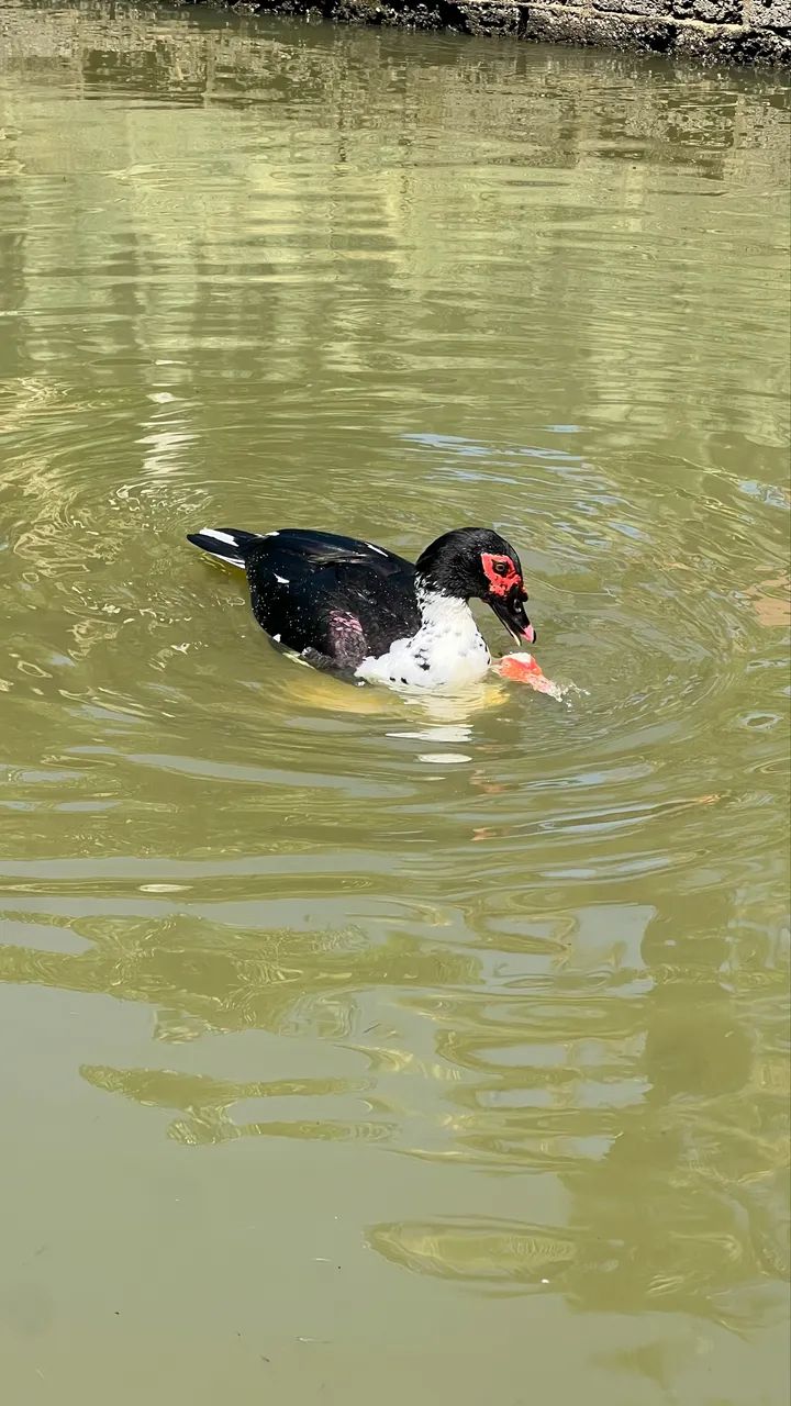 Patos para sítio e casa - Foto 4