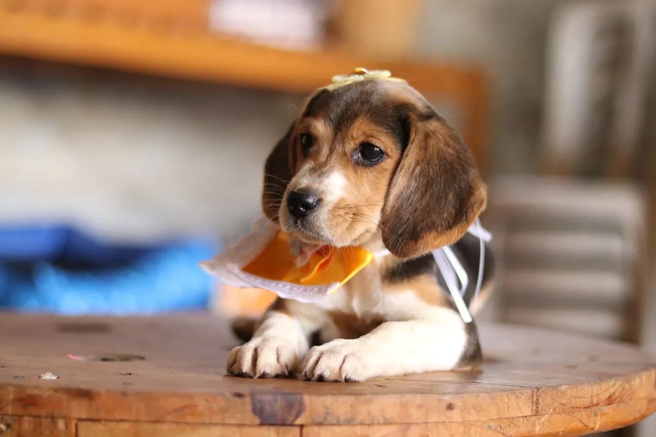 BEAGLES PARCELAMOS 