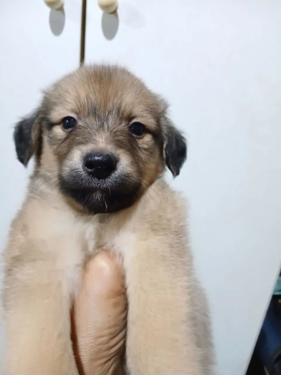 Doação de cachorrinhos  - Foto 5
